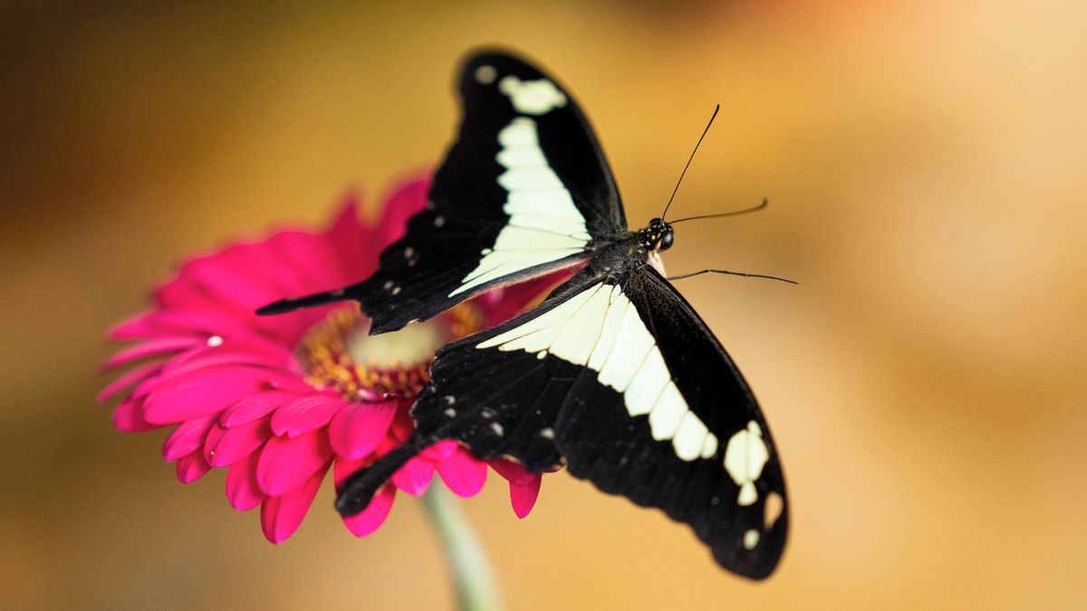 FOTO: Stovky tropických motýlů v botanické zahradě v Praze